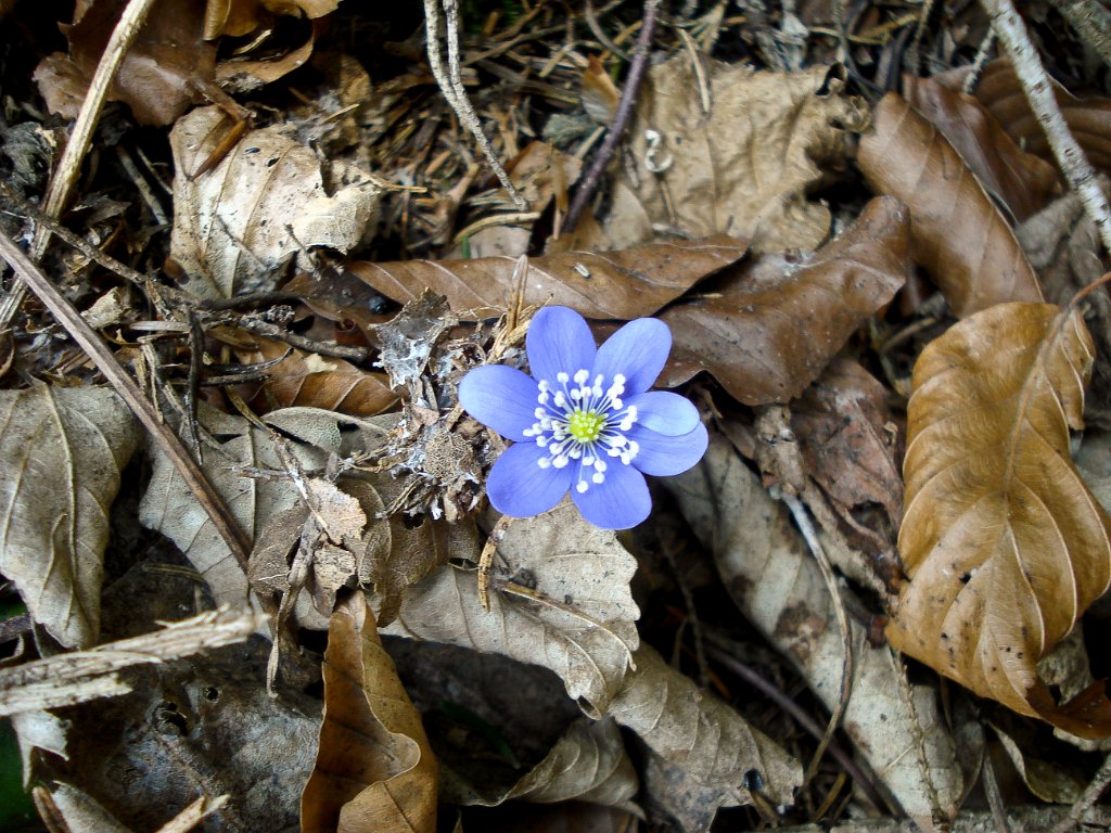 29 Dreilappiges Leberbluemchen.JPG